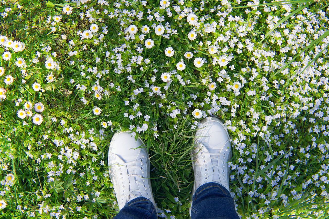 White Flowered Walkable Groundcover