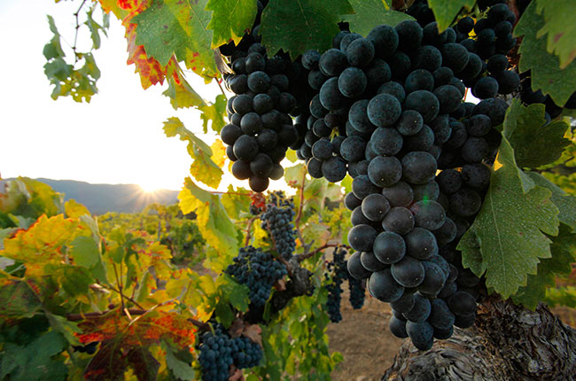 California zinfandel, old vine, sonoma