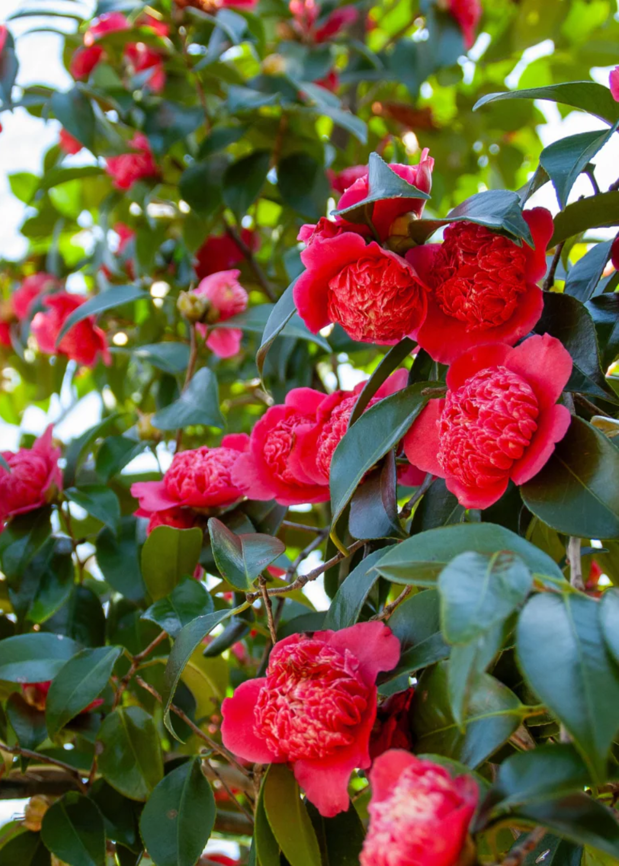 A close-up of red camellias from Plants For All Seasons