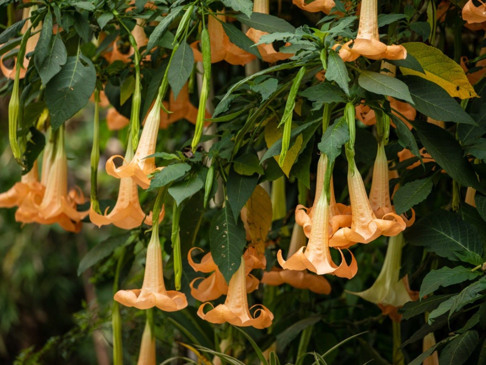 Overwintering Brugmansia Plants - Learn About Brugmansia Cold Hardiness |  Gardening Know How