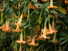 Flowering Brugmansia Plant