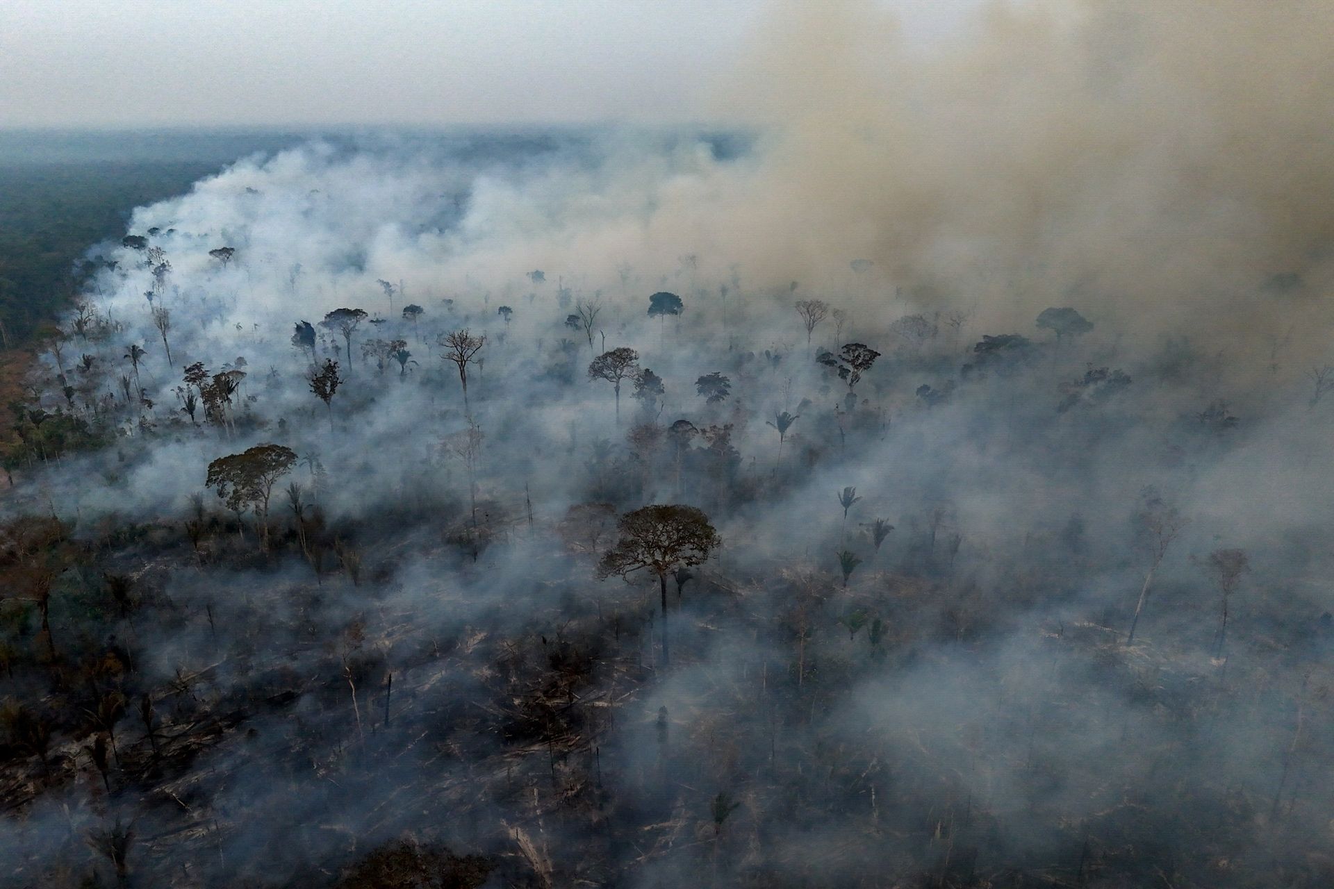smoke coming from trees in the amazon rainforest
