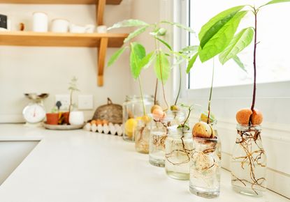 Avocados growing on a kitchen counter