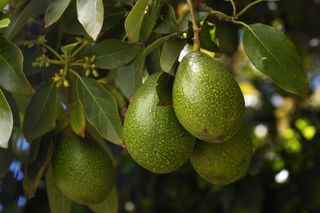 Close-up of Ripening Avocado On Tree