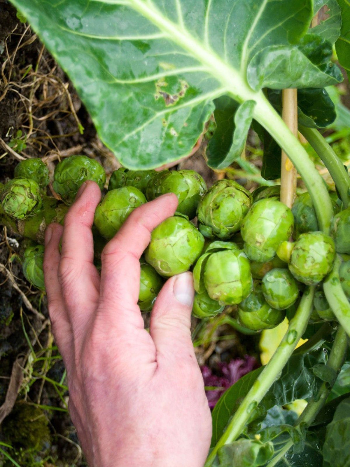 Gardener Picking Brussel Sprouts