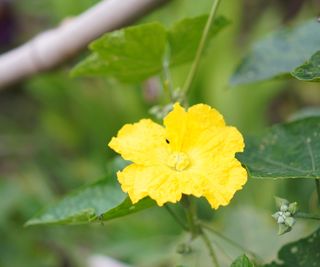Yellow flower on a luffa plant up-close
