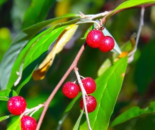 Autumn olive tree, Elaeagnus umbellata, with green leaves and shiny red berries