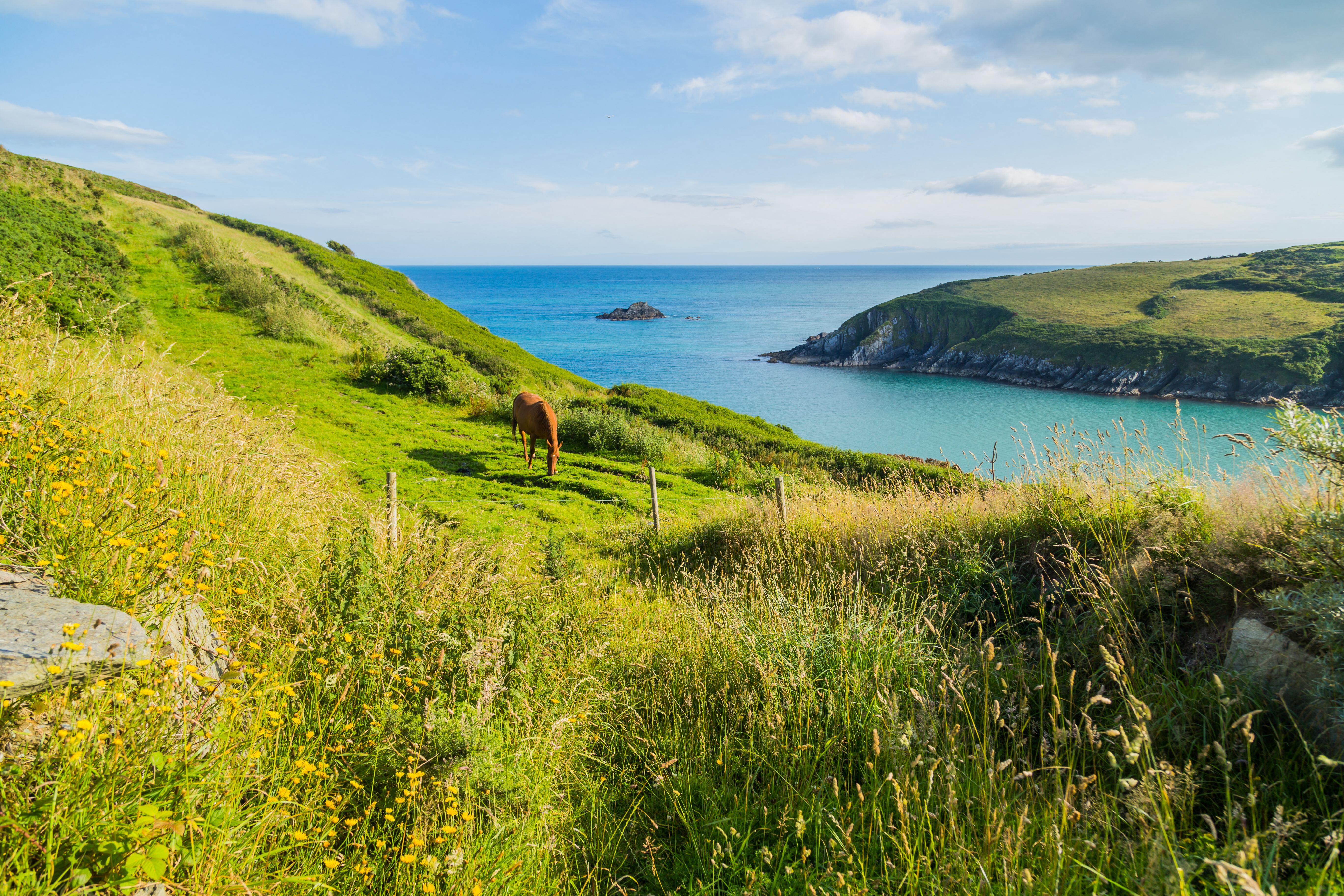 A horse in a very green field overlooking a shallow bay