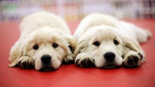 Two identical looking retriever puppies