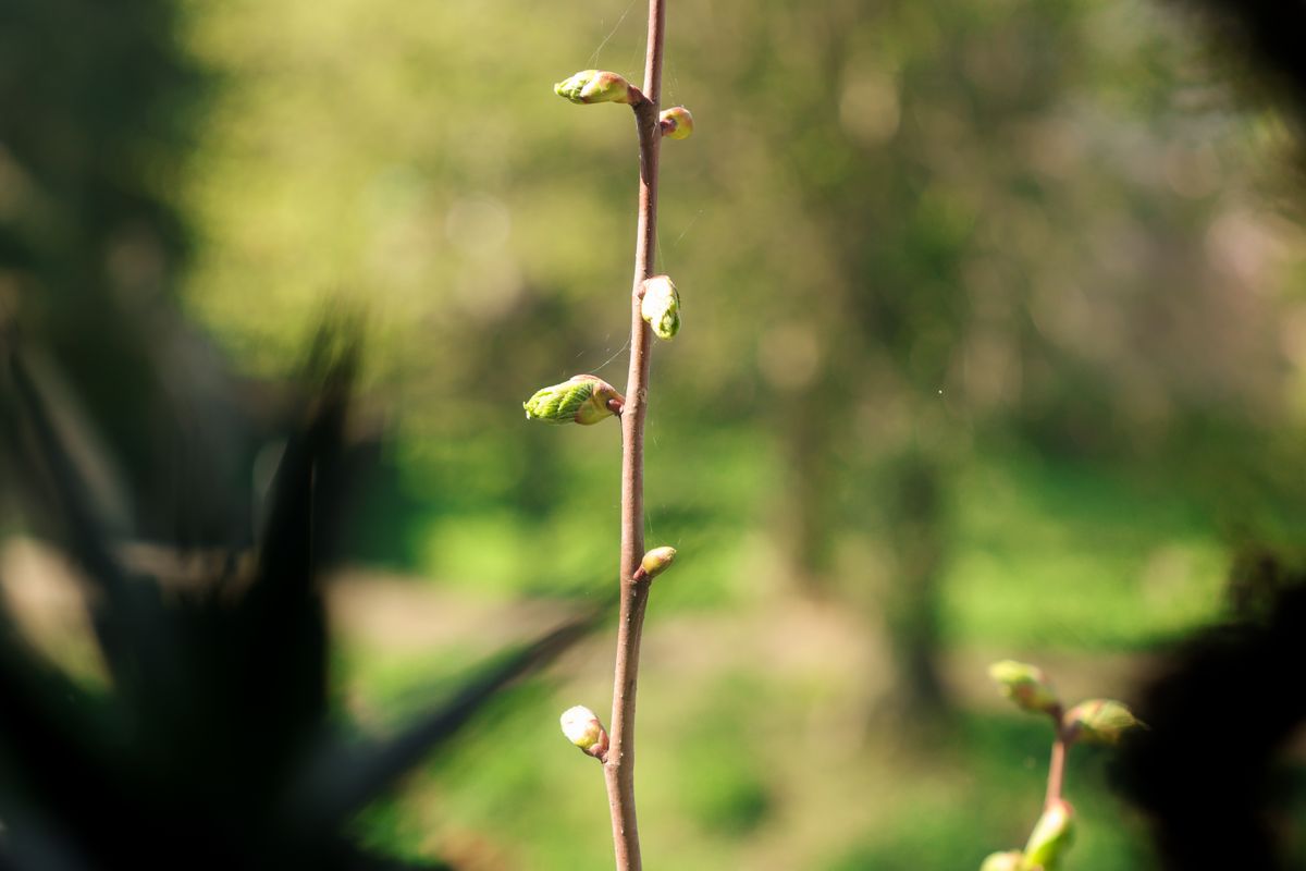 A photo taken on a Canon EOS R5 Mark II camera