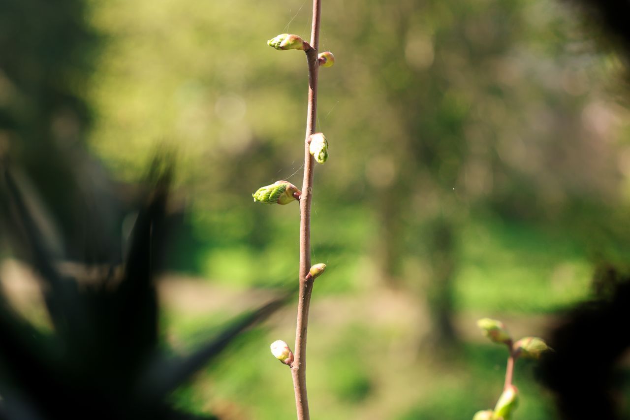 A photo taken on a Canon EOS R5 Mark II camera