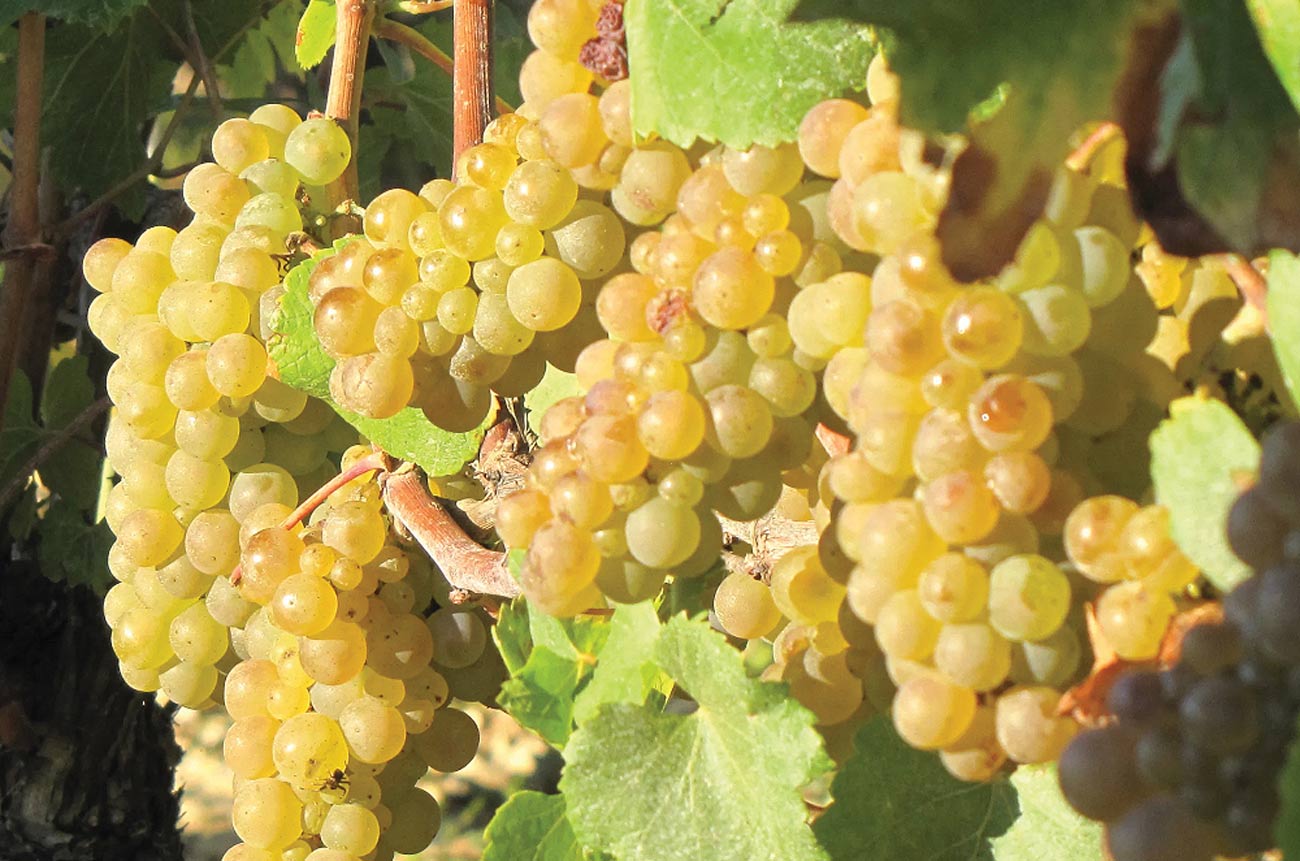 White grape bunches on the vine