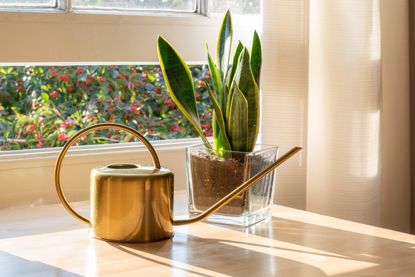 A snake plant in a glass pot next to a brass watering can