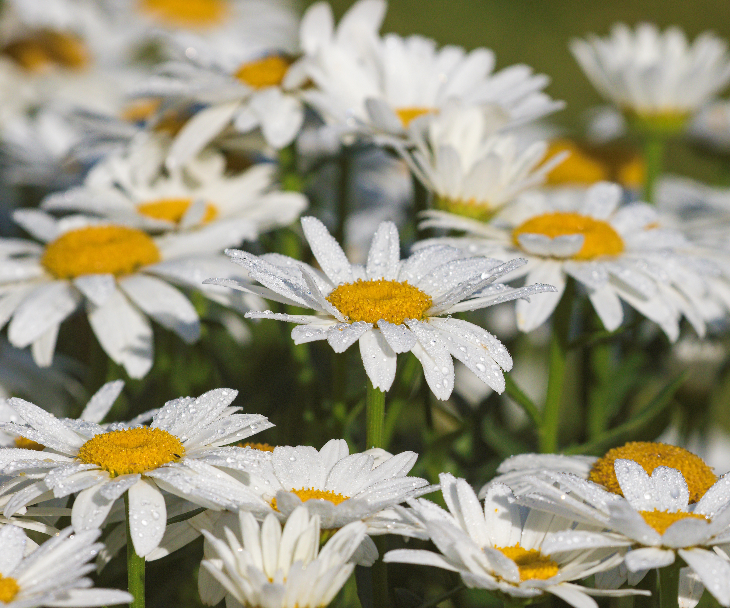 Shasta daisies with water droplets