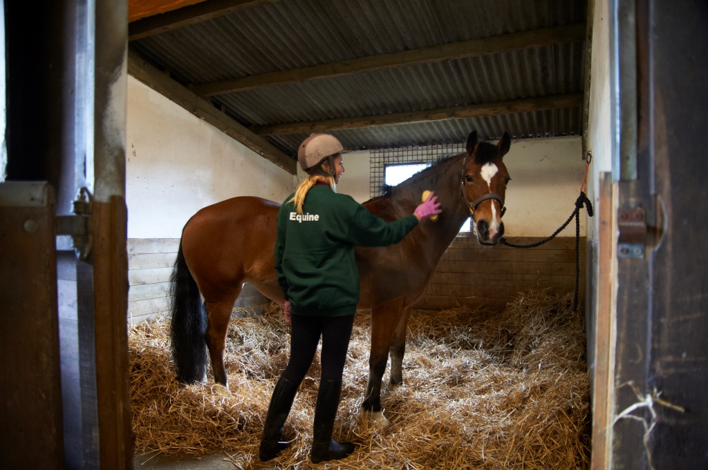 Equine3