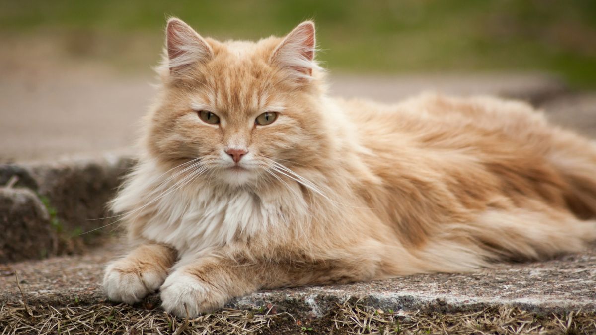 32 reasons to love Norwegian forest cats | PetsRadar