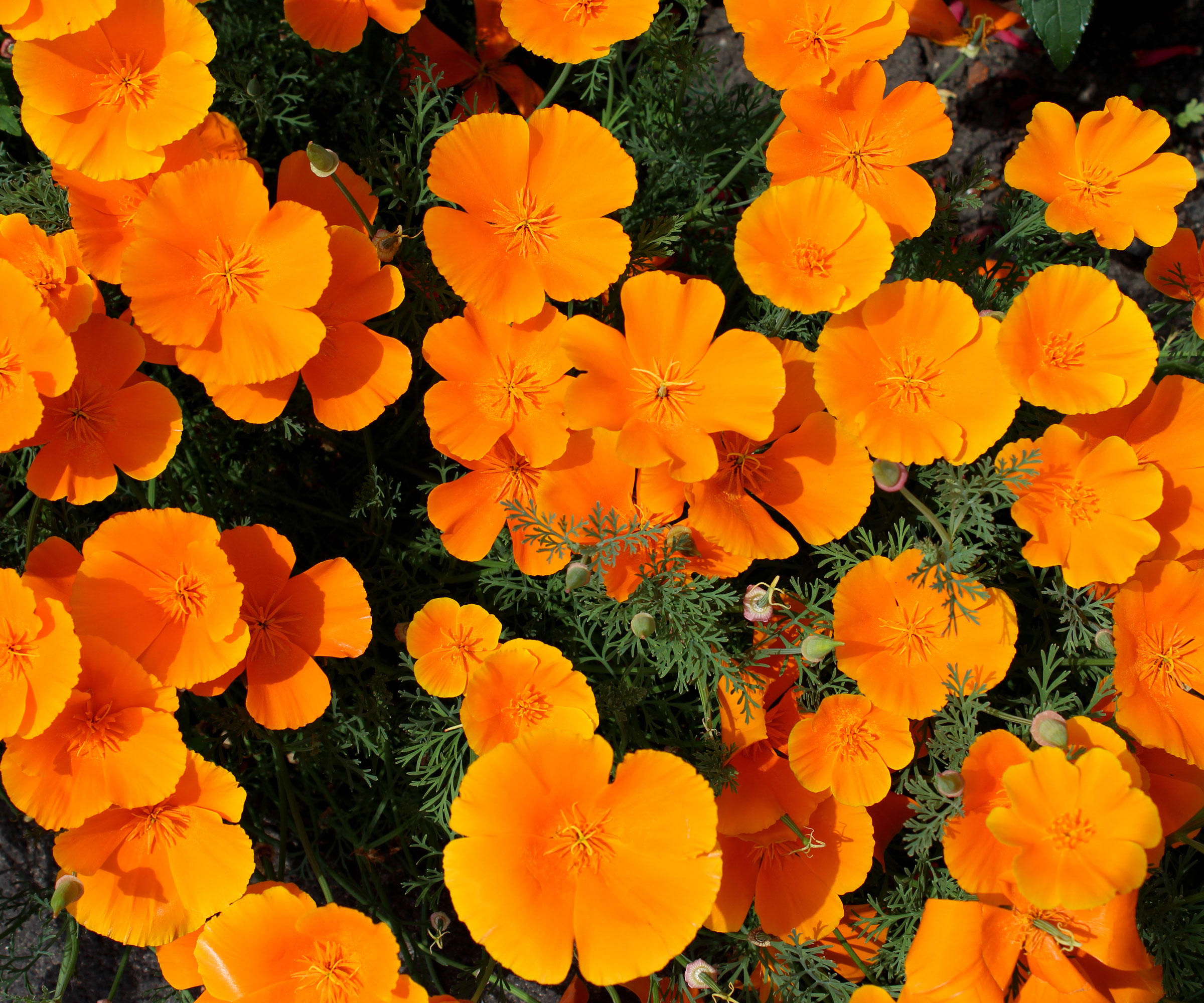poppies Orange King flowering in garden bed