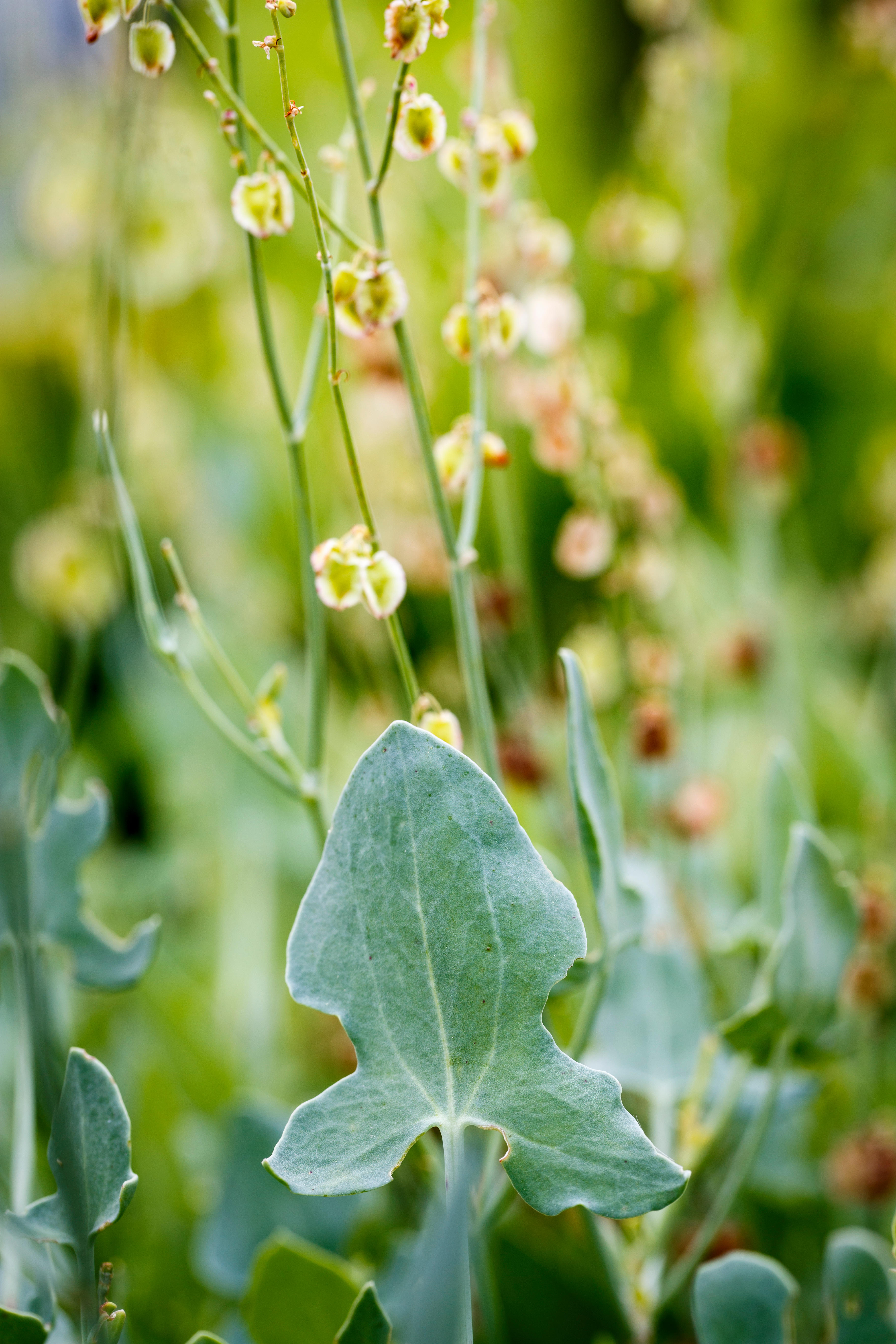 Buckler Leaf Sorrel - aka rumex scutatus.