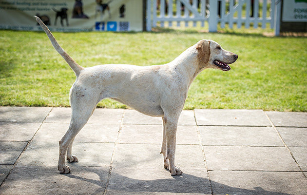 Grove and Rufford Sandstorm claims the unentered bitch hound championship, adding to the impressive tally of prizes taken by the Nottinghamshire pack