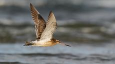 An adult bar-tailed godwit flies across the Pacific on its annual migration south from Alaska.