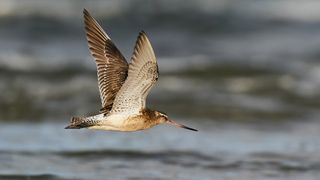 An adult bar-tailed godwit flies across the Pacific on its annual migration south from Alaska.