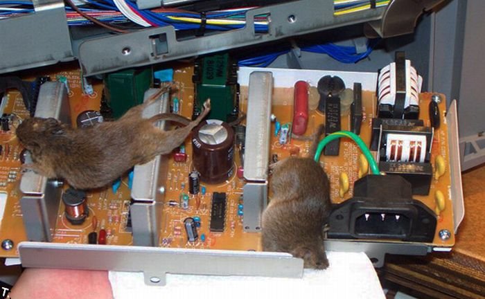 PC Mouse