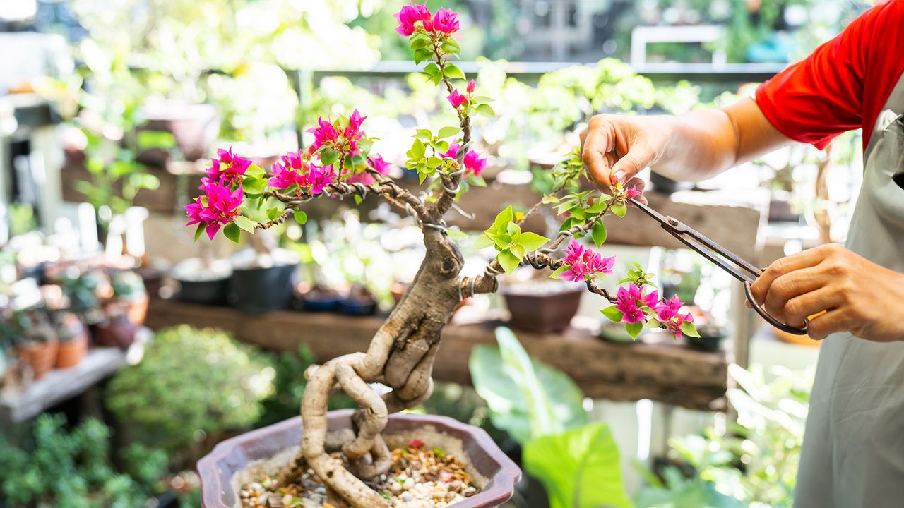 Gardener prunes and trains bougainvillea bonsai tree