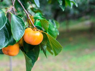 Persimmons growing on a tree