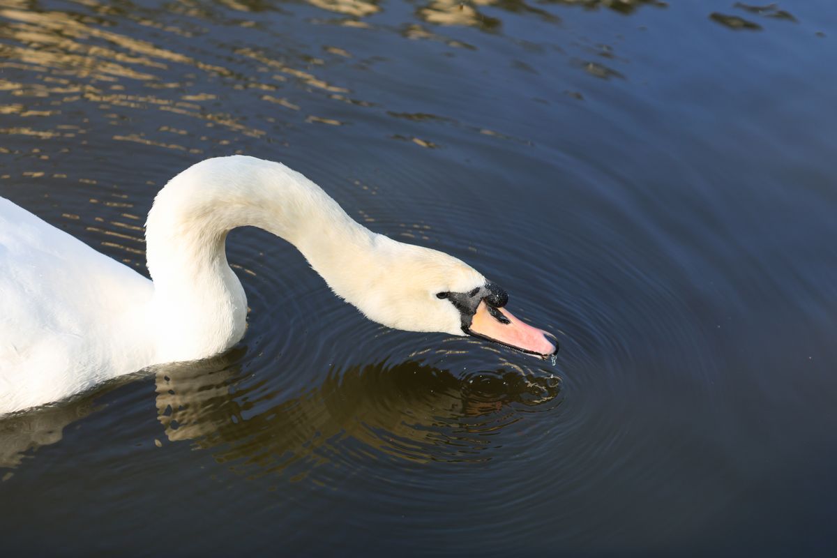 A photo taken on a Canon EOS R5 Mark II