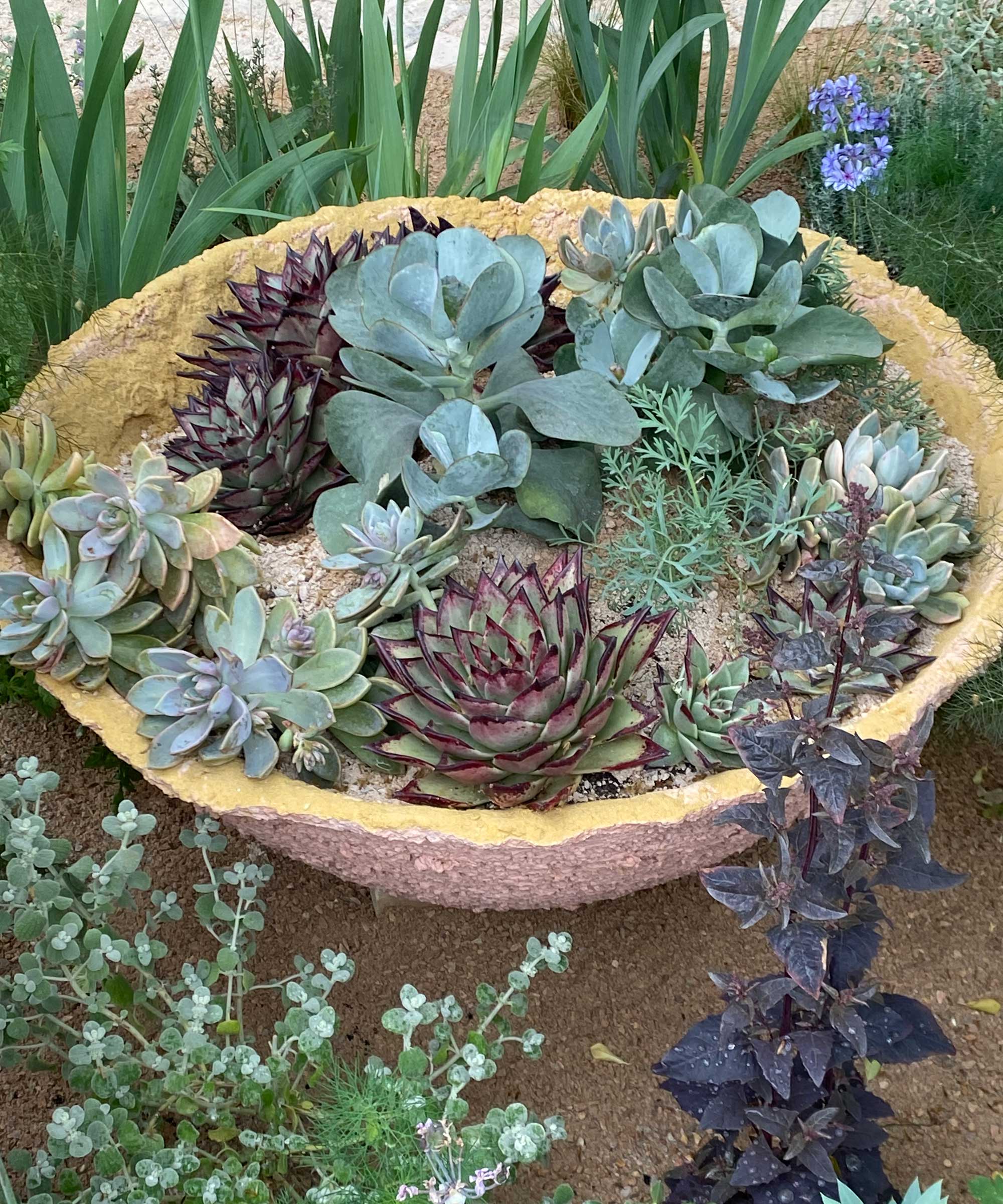 small container planted with a selection of succulents