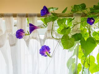 sweet potato vine with purple flowers growing indoors by a window