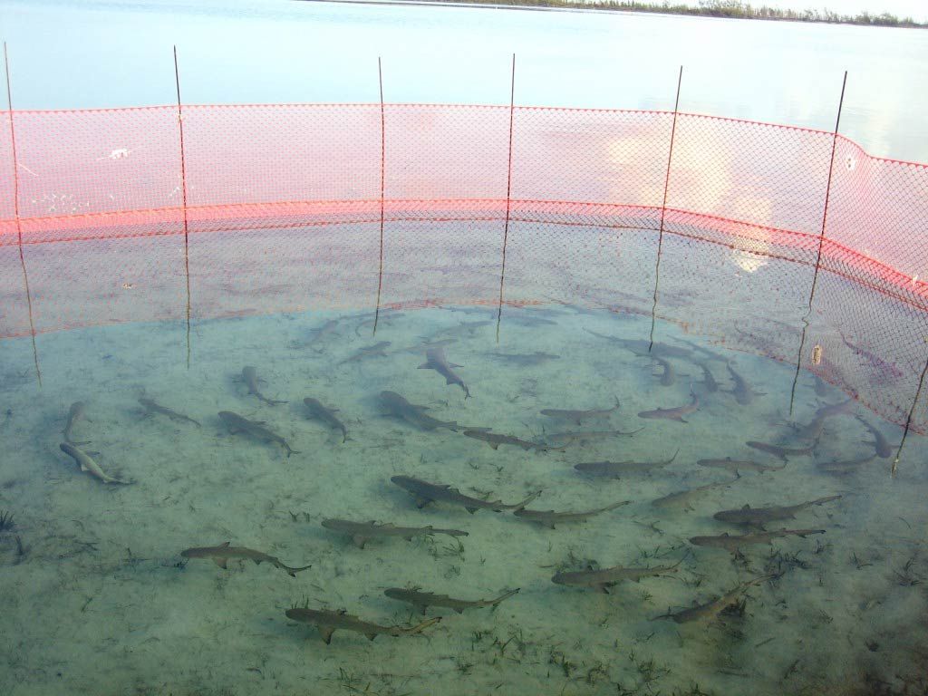 lemon sharks at the Bimini Biological Field Station in the Bahamas