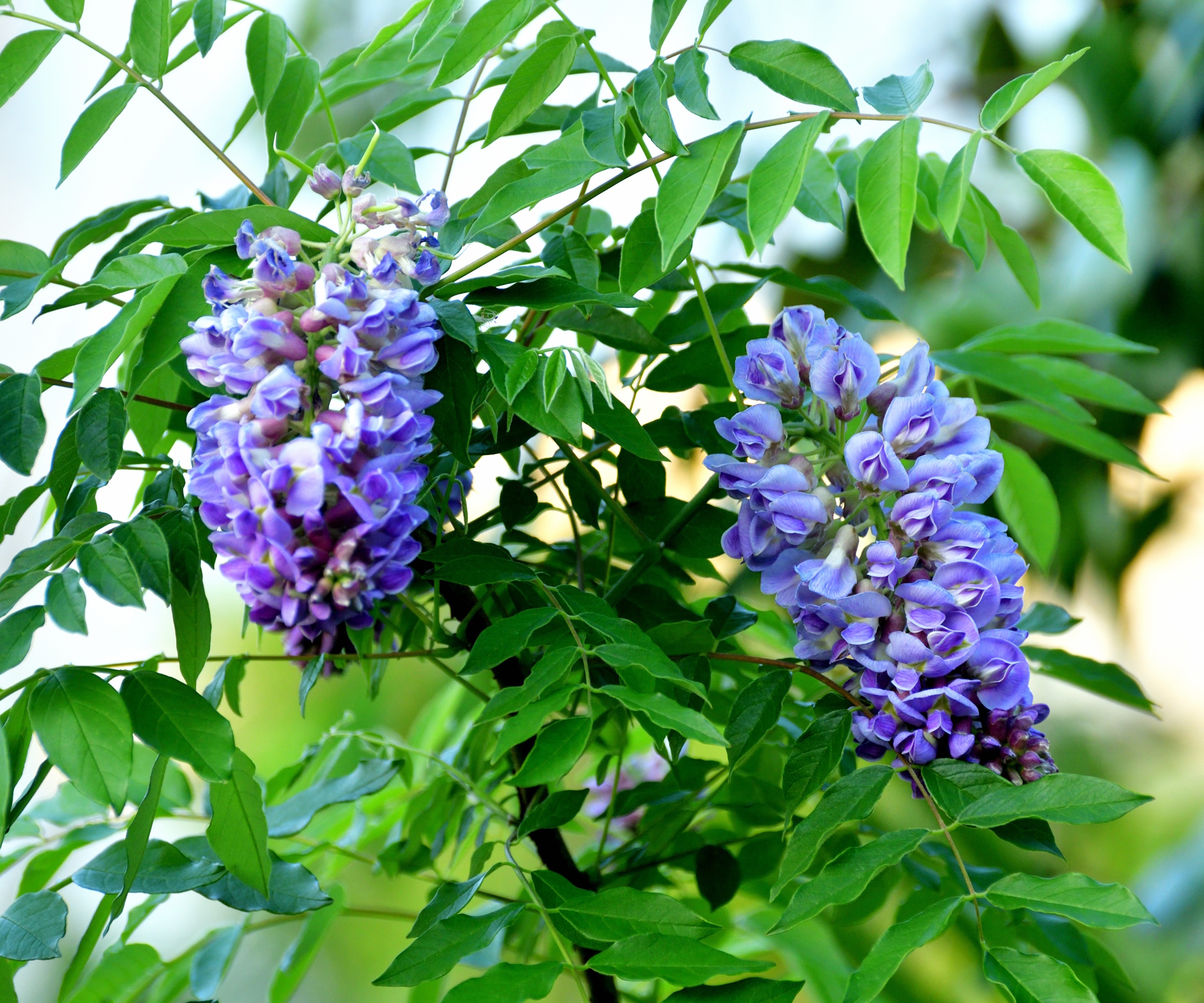 American wisteria, Wisteria frutescens, with purple flowers during spring