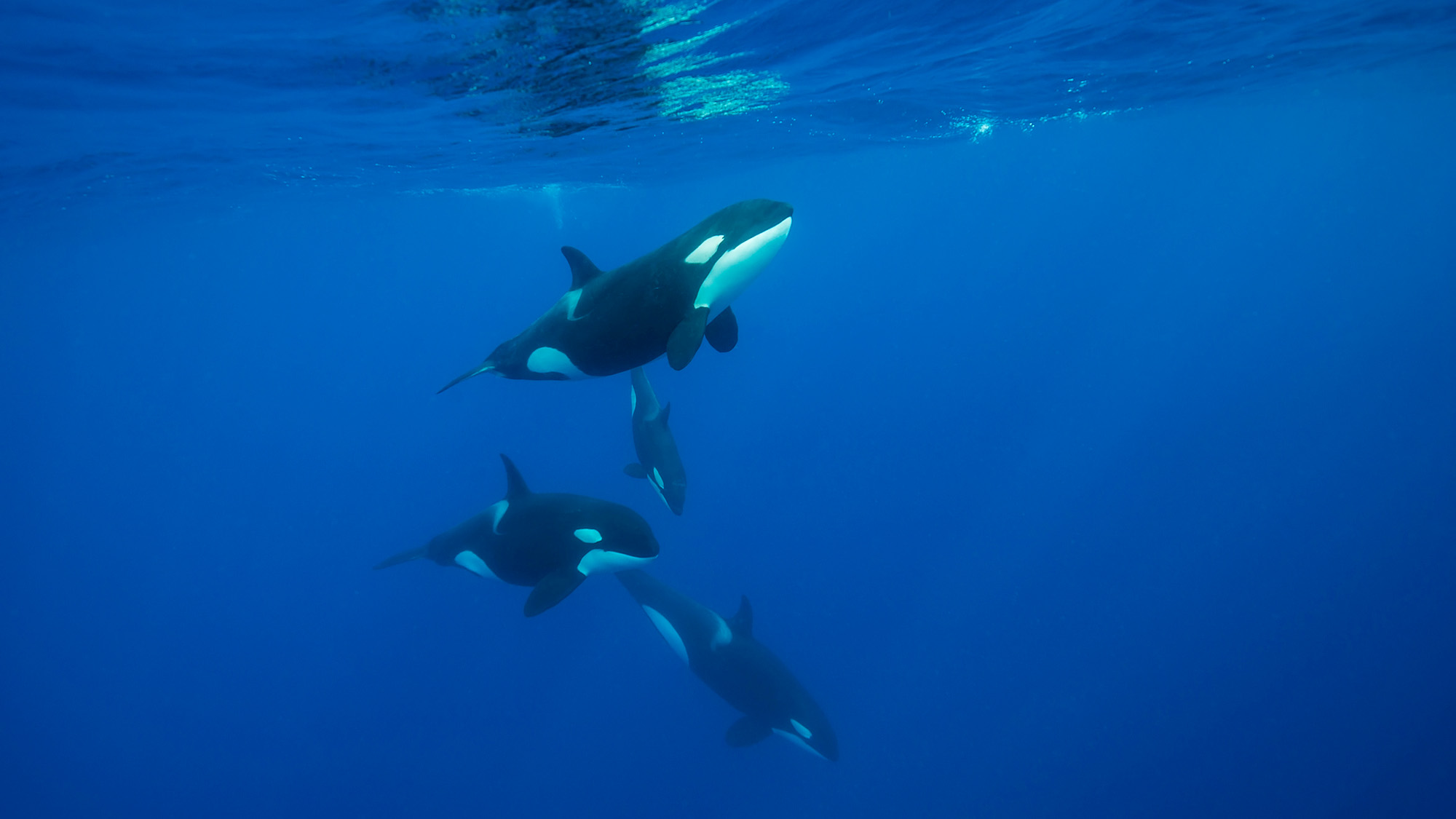 Three black and white orcas are seen in the blue ocean.