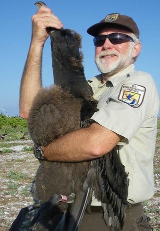 albatross-chick-staff-110614