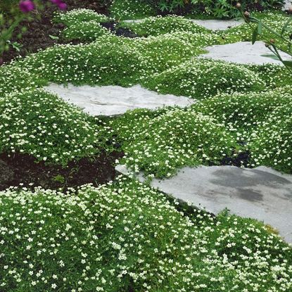 6 walkable groundcover plants that are perfect for paths | Livingetc