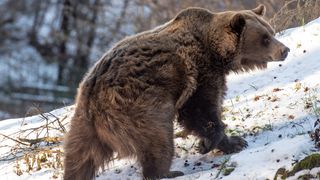 a brown bear walking in the snow in Italy
