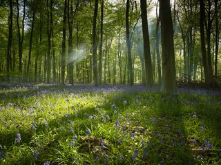 woodland walks