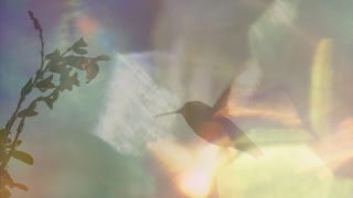 a documentary still of every little thing featuring a hummingbird flying toward a plant and a colorful backdrop