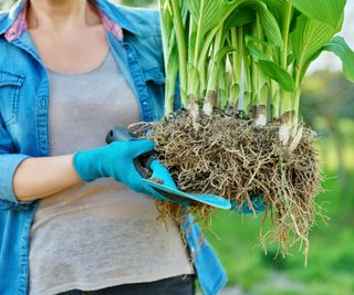 hosta plant held in hands