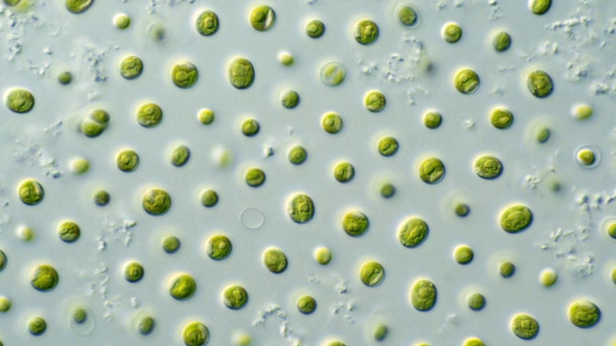 Are you ready to eat tiny plants from the sea?