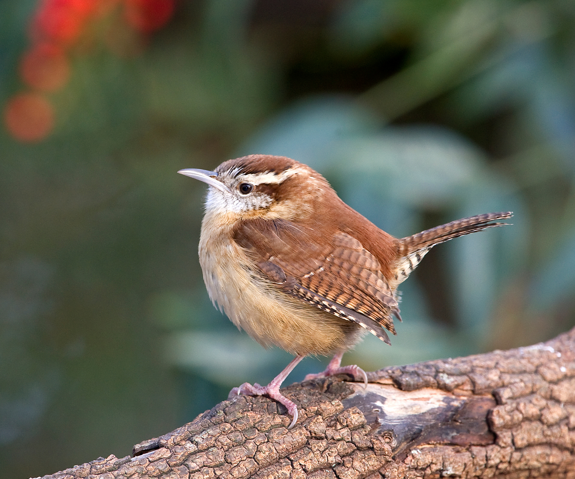 The state birds of the USA