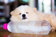 A dog sleeping with its head on a frozen water bottle.