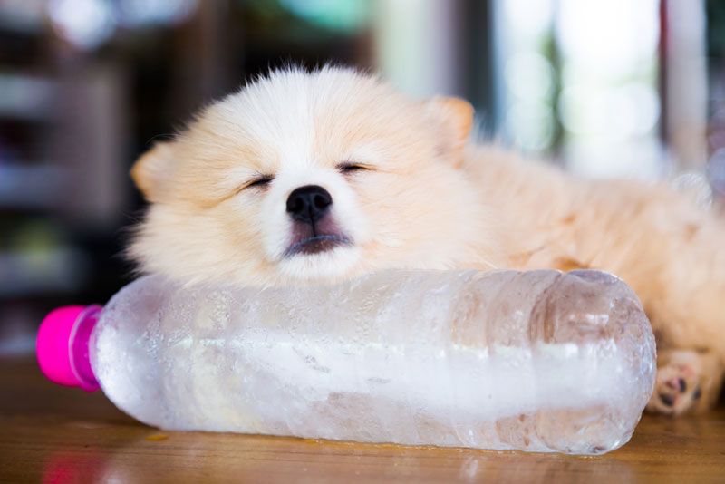 A dog sleeping with its head on a frozen water bottle.