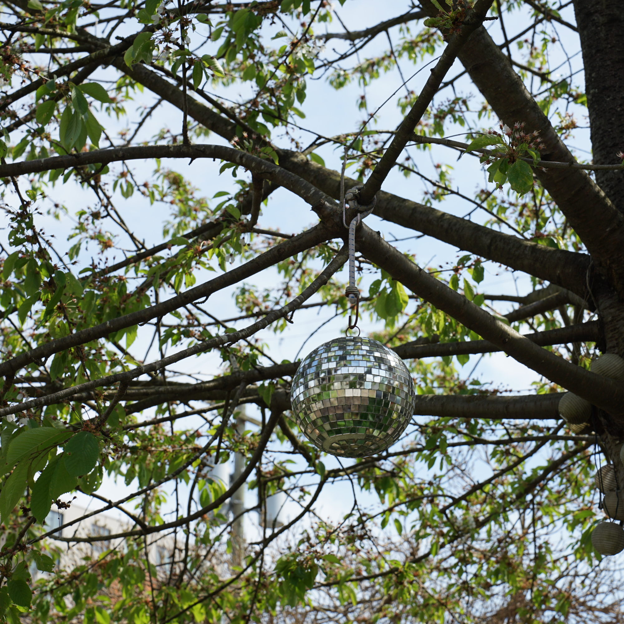 Disco ball hanging from tree.
