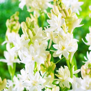 tuberose 'The Pearl'