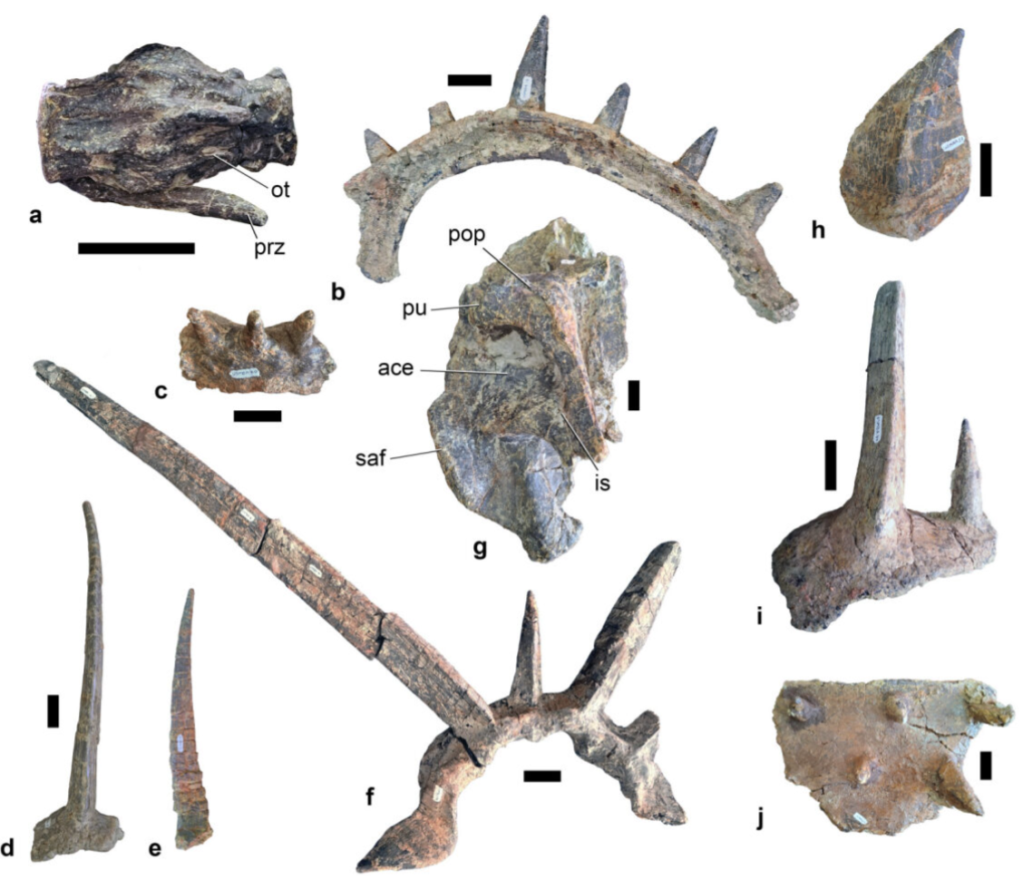 Oasele Anklyosaur, multiple cu vârfuri.