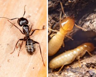 Black carpenter ant on left and pale yellow termites on the right