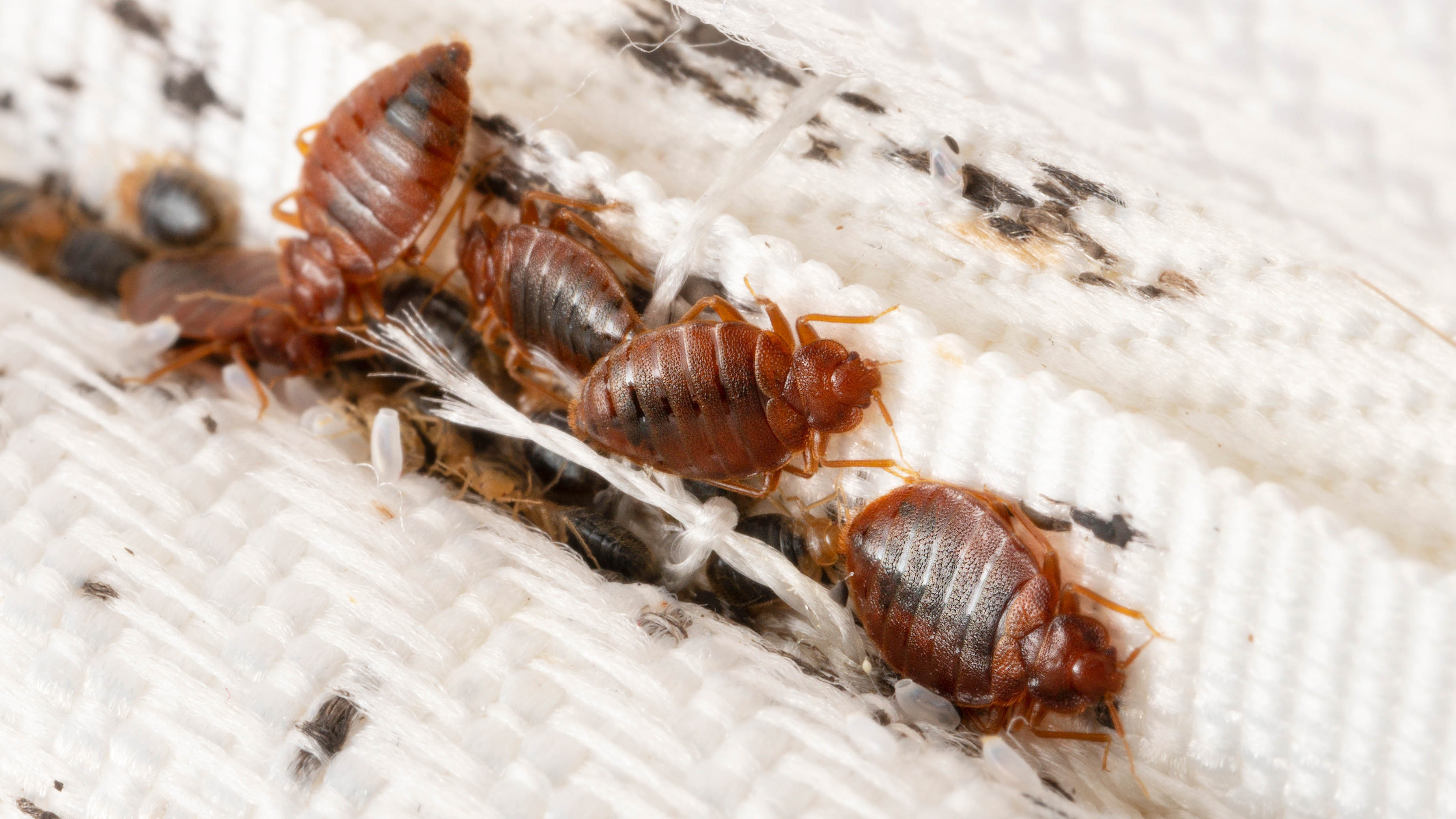 Bed Bugs & Dirty Clothes - Pest Control Technology