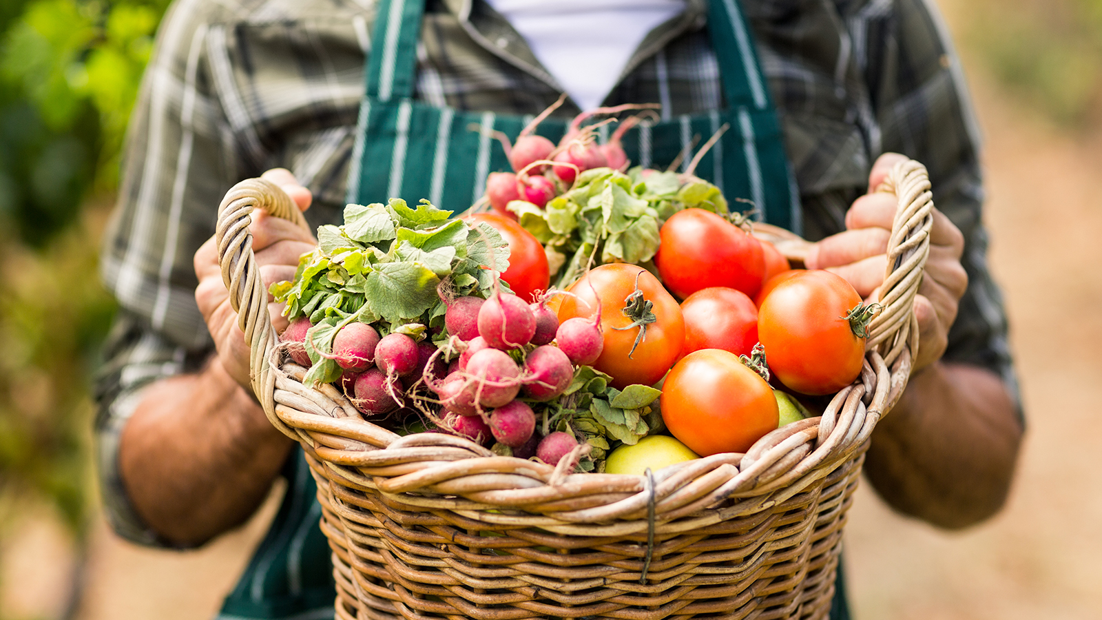 Man wearing apron holds basket of freshly harvested vegetables